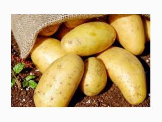 نمایشگاه سیب زمینی هلندPOTATO EUROPE NETHERLANDS