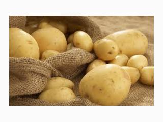 نمایشگاه سیب زمینی آلمانPOTATO EUROPE GERMANY